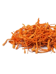 Cordyceps